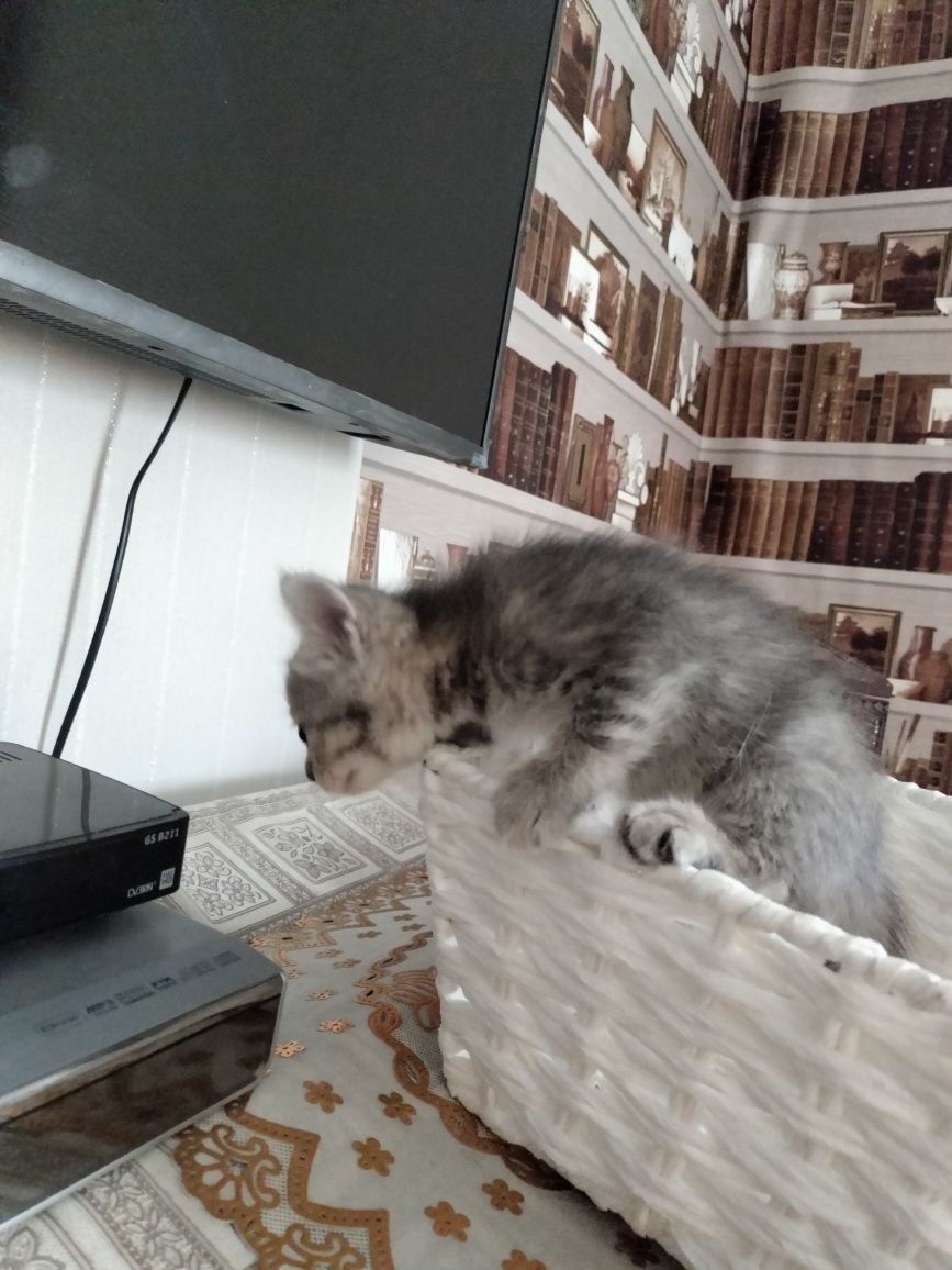 Отдам котят в добрые руки
