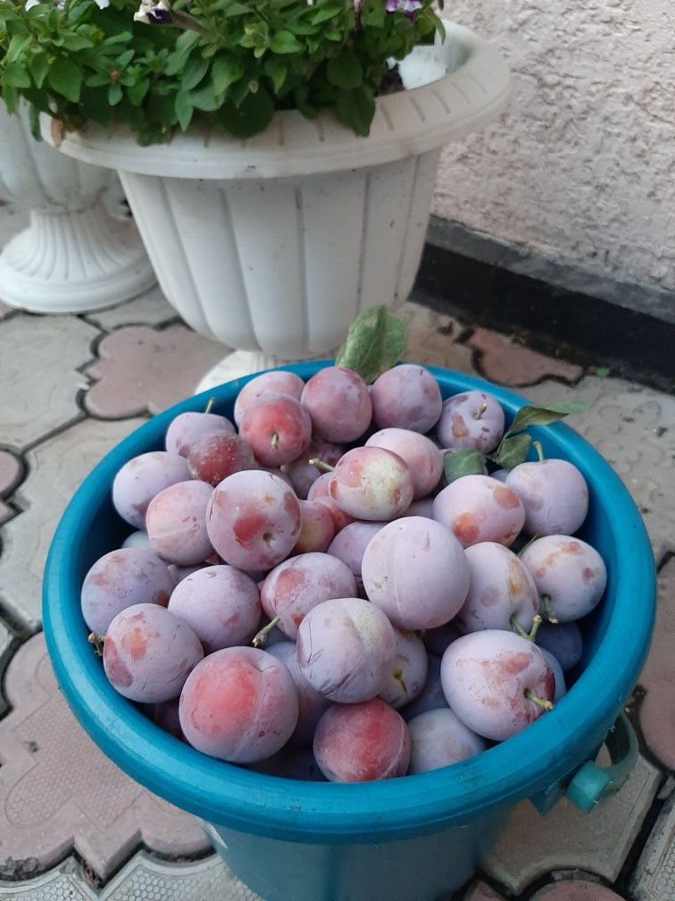 Продам вкусную сливу