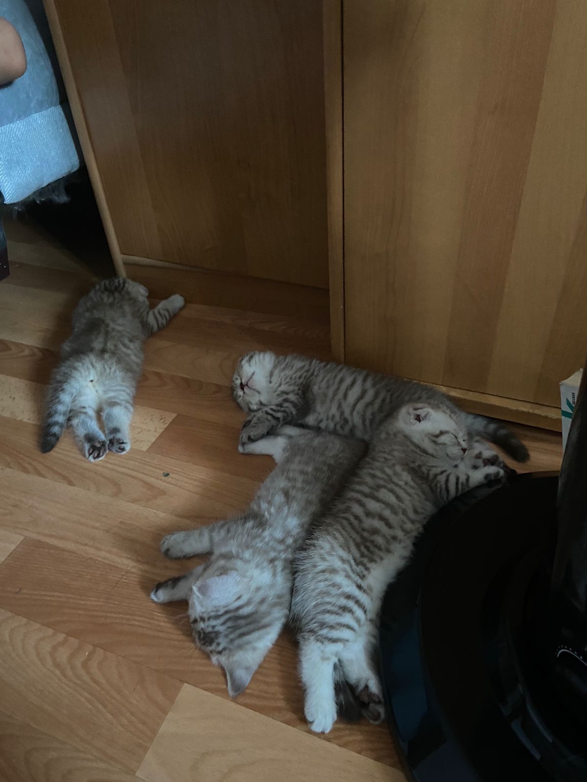Вязка кота. Скоттиш фолд.