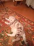 Отдам в добрые руки вислоухого  кастрированного кота