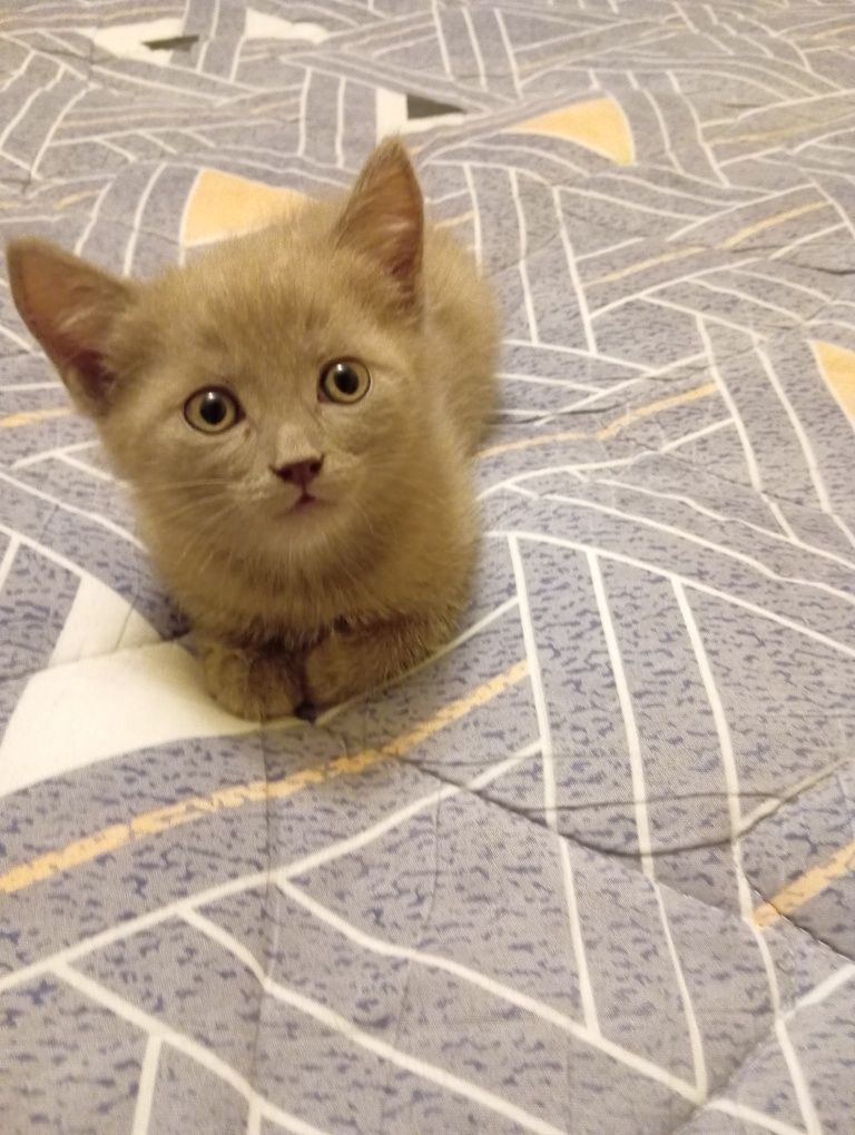 Британский котенок