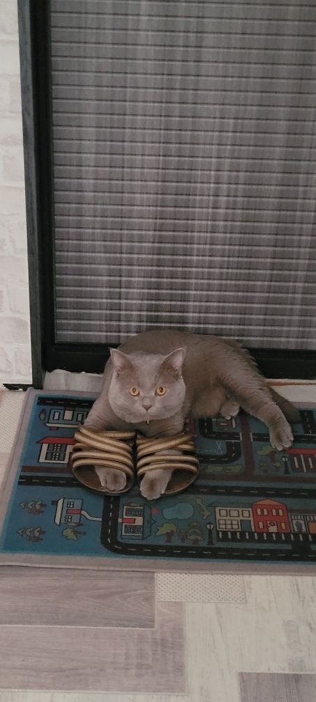 Вязка кота британец