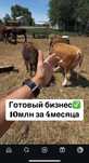 Готовый бизнес откорм площадка