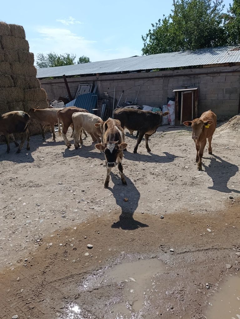 Продаются подсосы бычки
