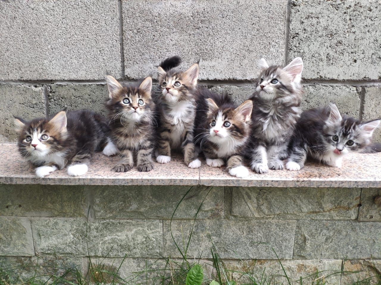 Крупные породные котята Мейн-кун в Рассрочку!