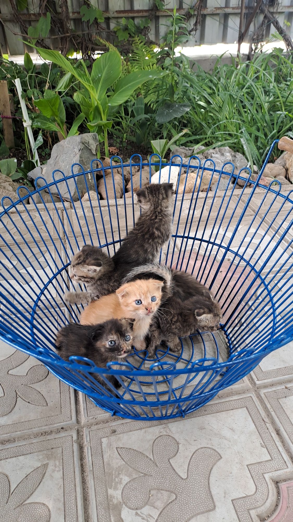 Продам вислоухих котят