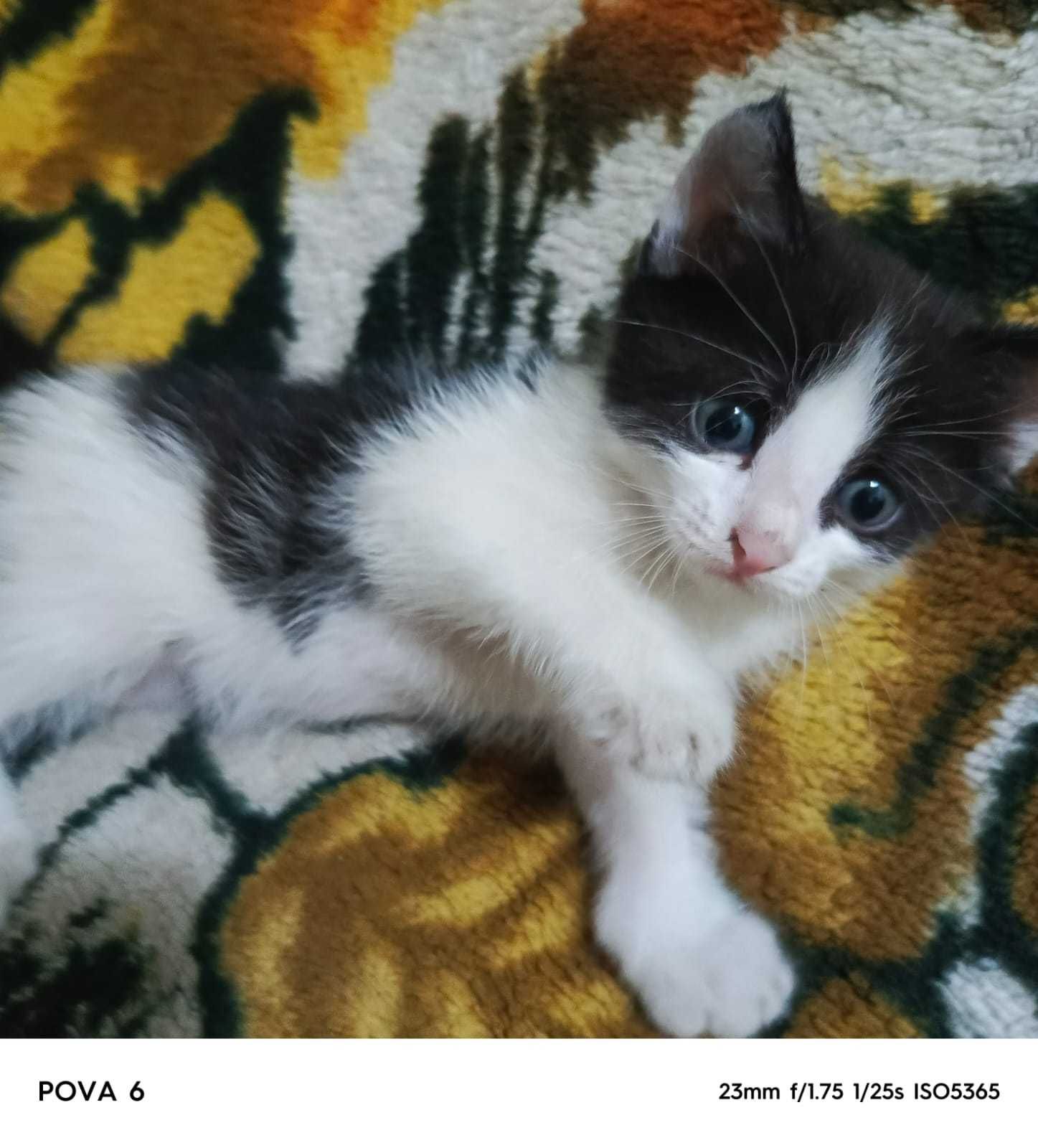 Отдам котят 2 месяца