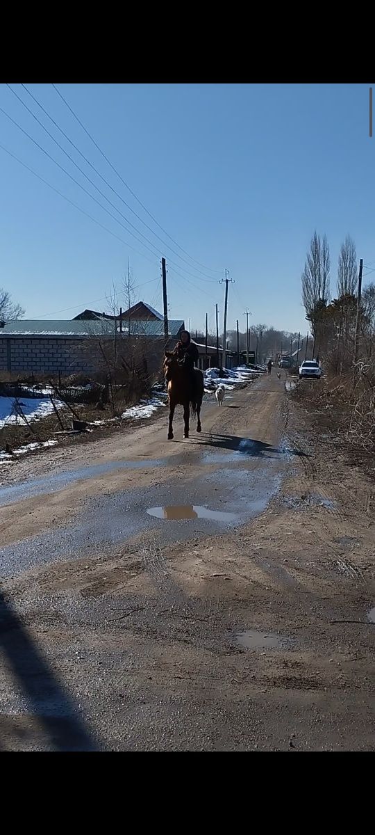 Кастырат пишпе аттар 4 ат бар жуас минги багасы әр турли