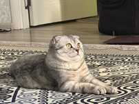 Отдам в добрые руки кота Скотиш Фолд
