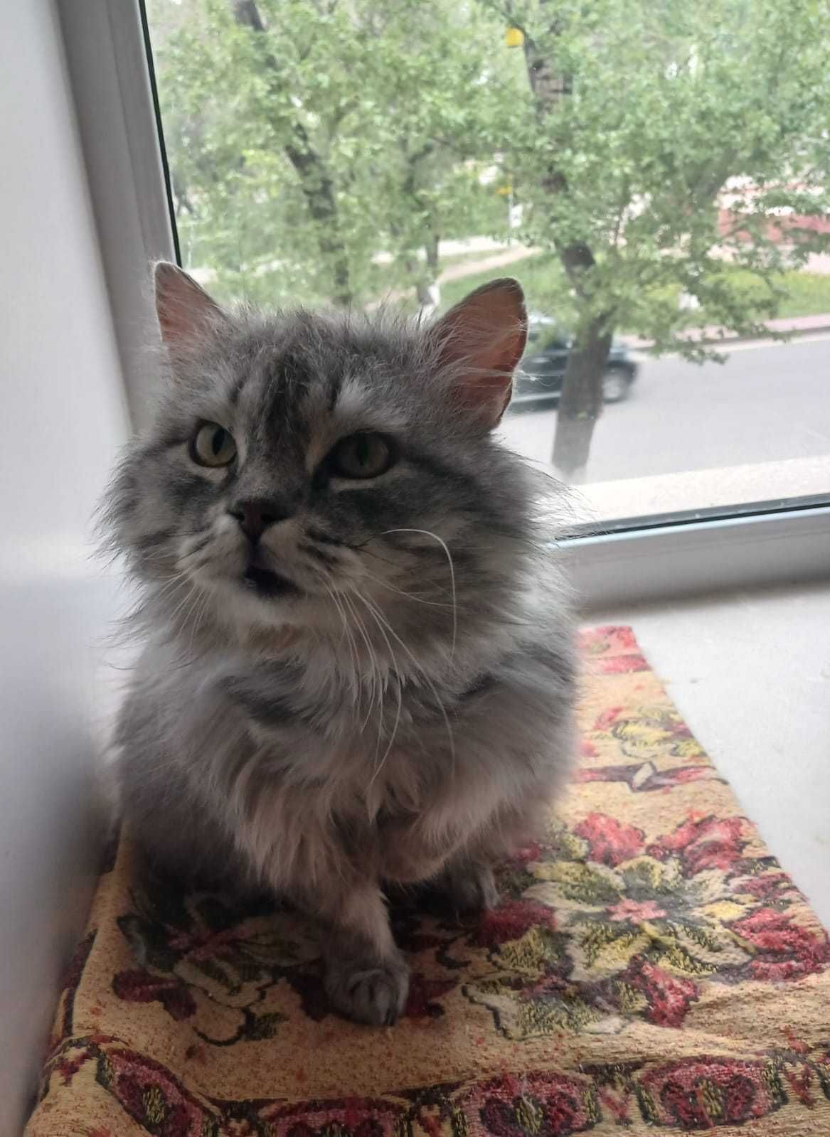 Шикарный котик ищет дом!