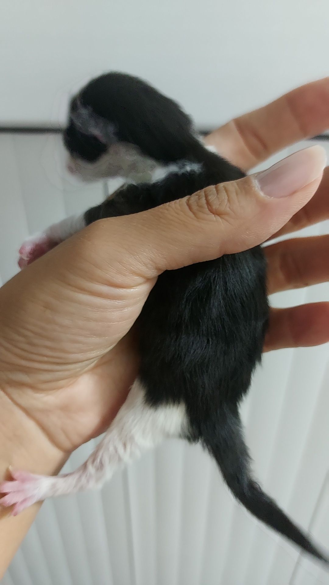 Отдам котят в хорошие добрые руки