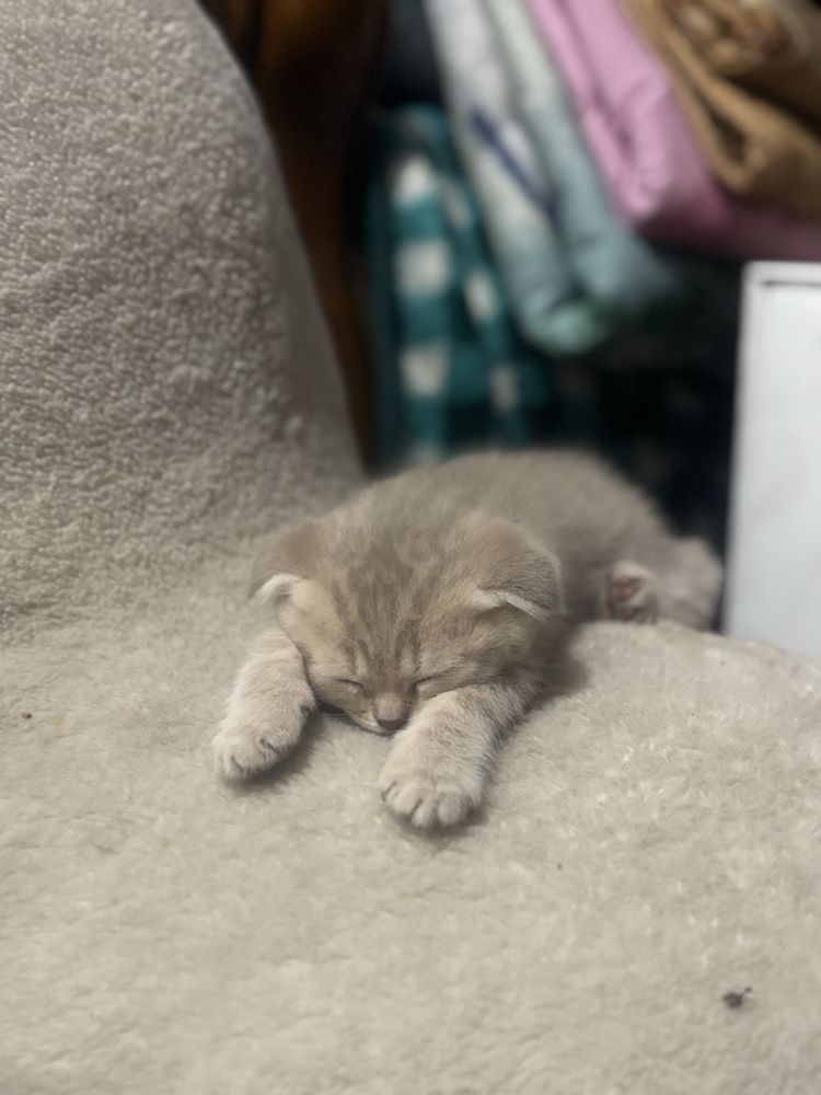 Британские котята
