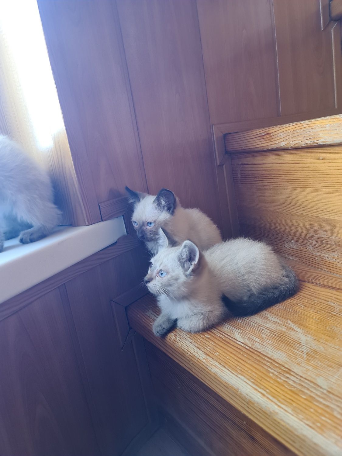 Замечательные котята