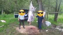 Говяжый мясо , і