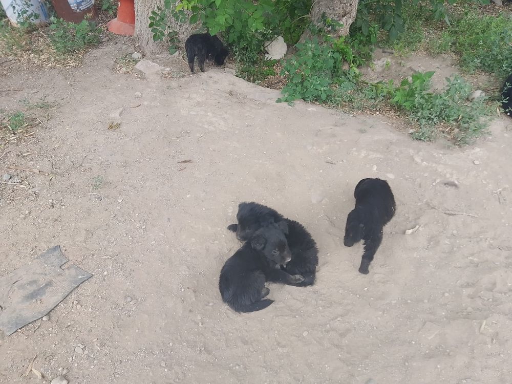 Щенки в добрые руки