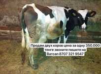 Ухоженные тёлочки