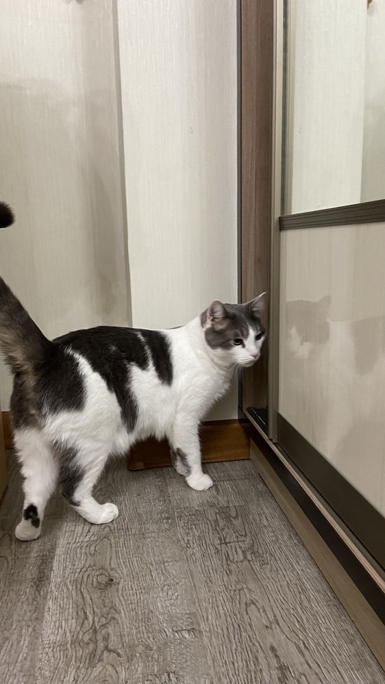 Отдам кота добрым людям