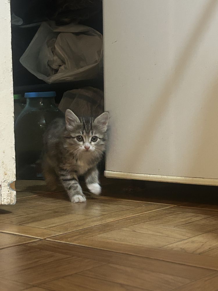 Котята и кошка порода королевская