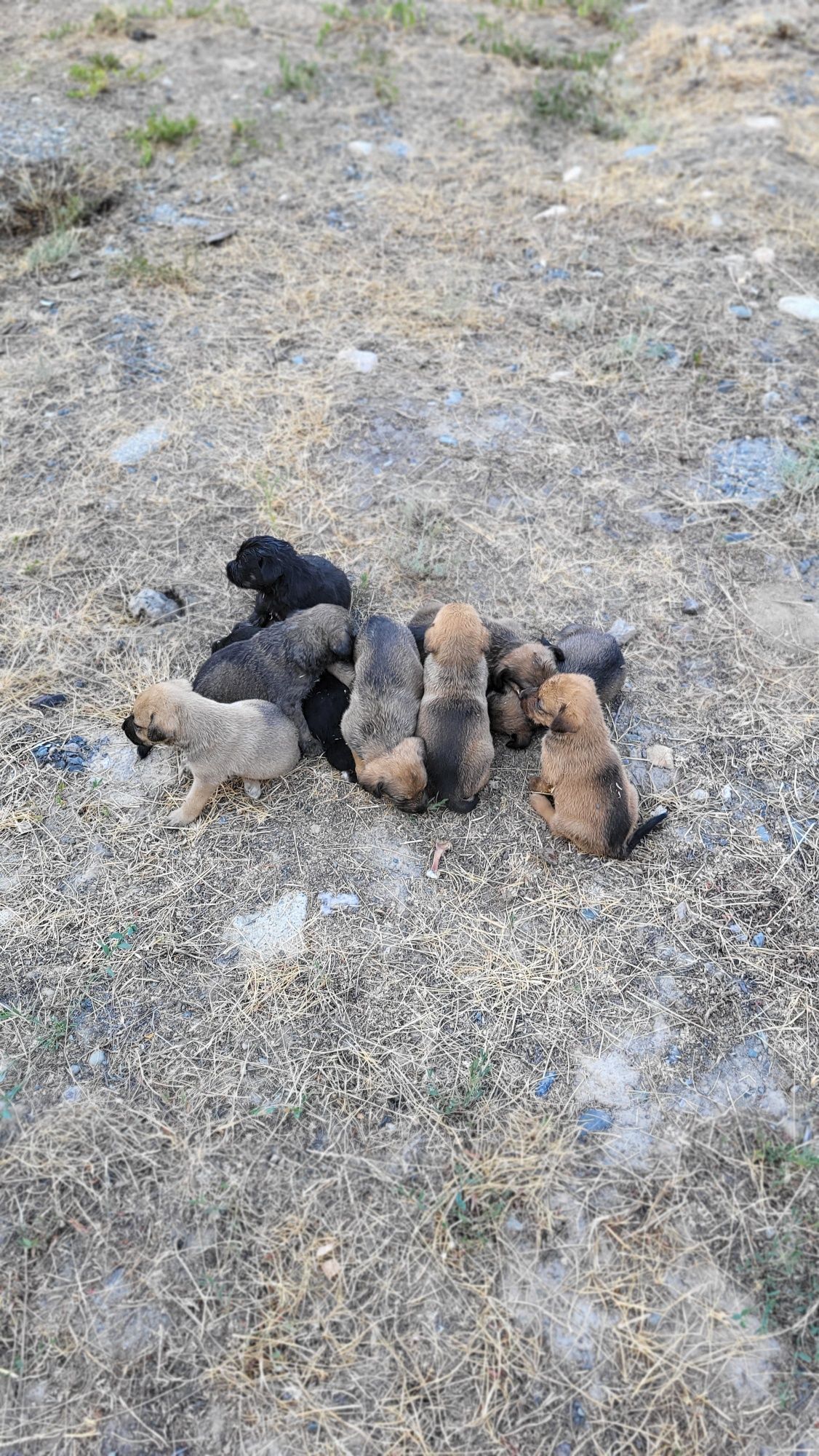 Щенки девочки бесплатно