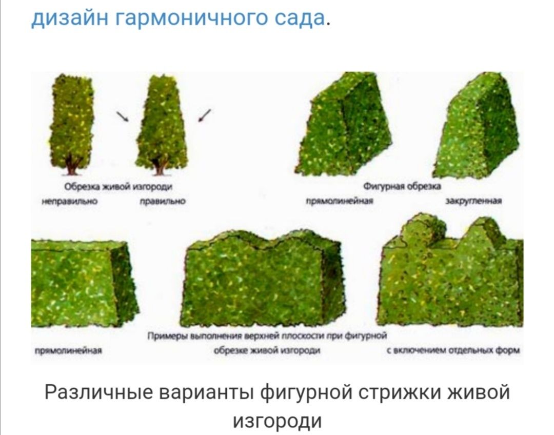 За 10 шт - 2000 тг. Живая изгородь. Девичий виноград,