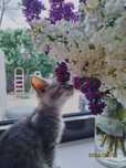 Отдам котят от папы шотландца
