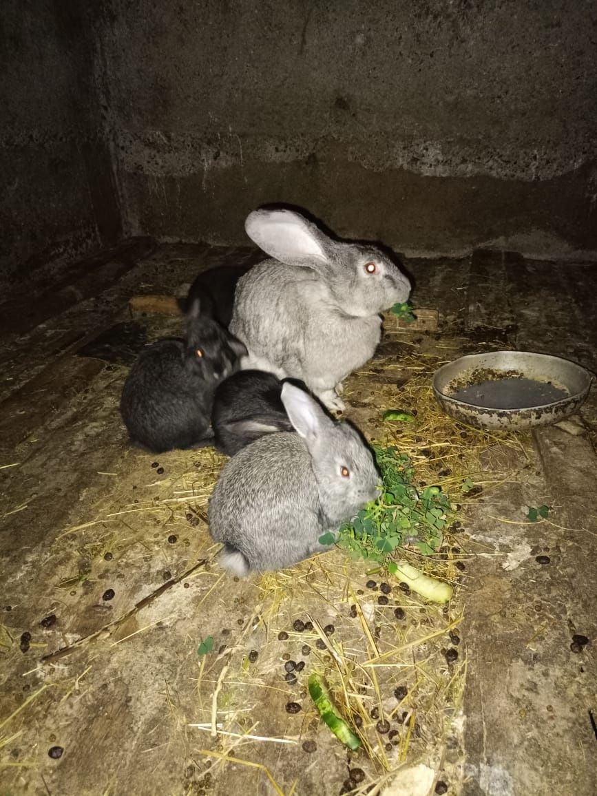 Продаются крольчата