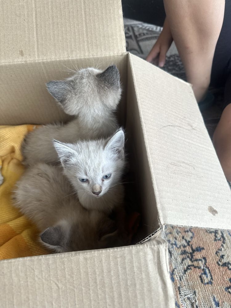 Отдам котят бесплатно