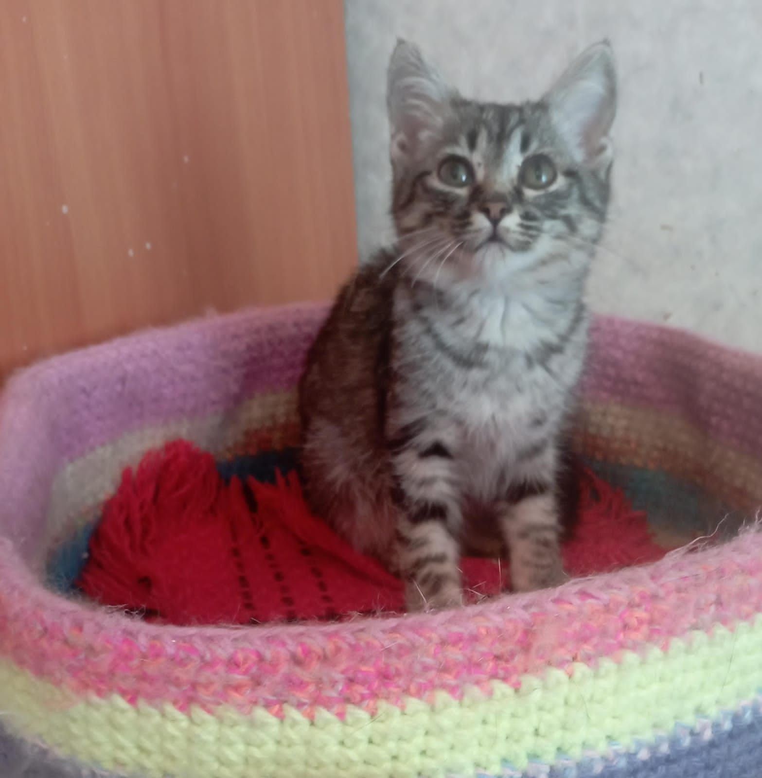 Отдам котят в добрые руки
