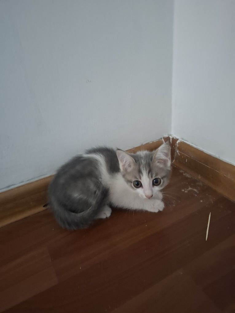 Отдам Бесплатно Смесь Британского