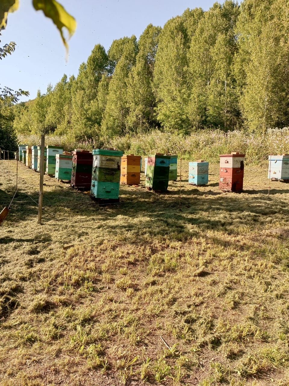 Продам узаконенную пасеку
