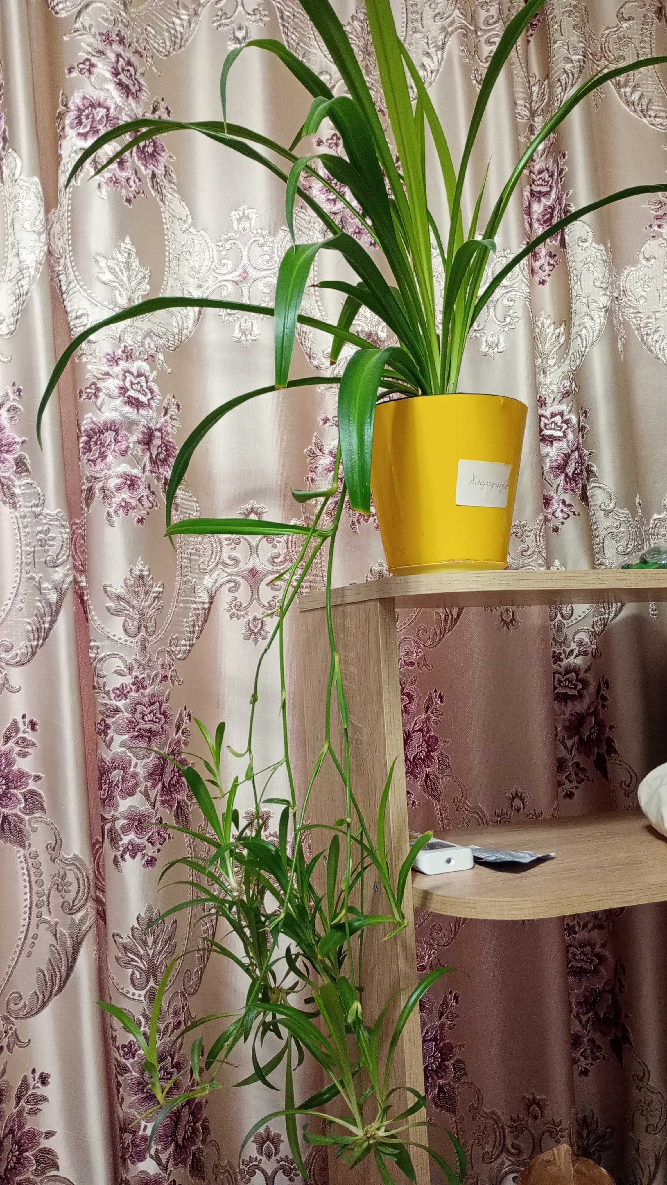 Комнатные цветы разные