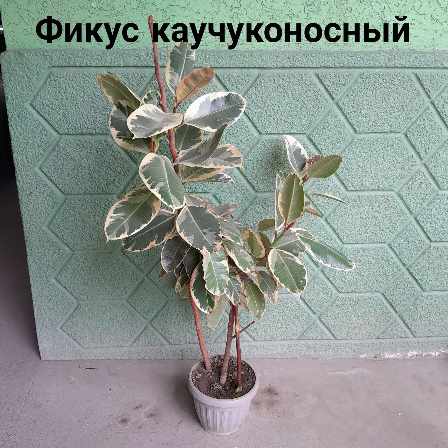 Комнатные растения, цена договорная!
