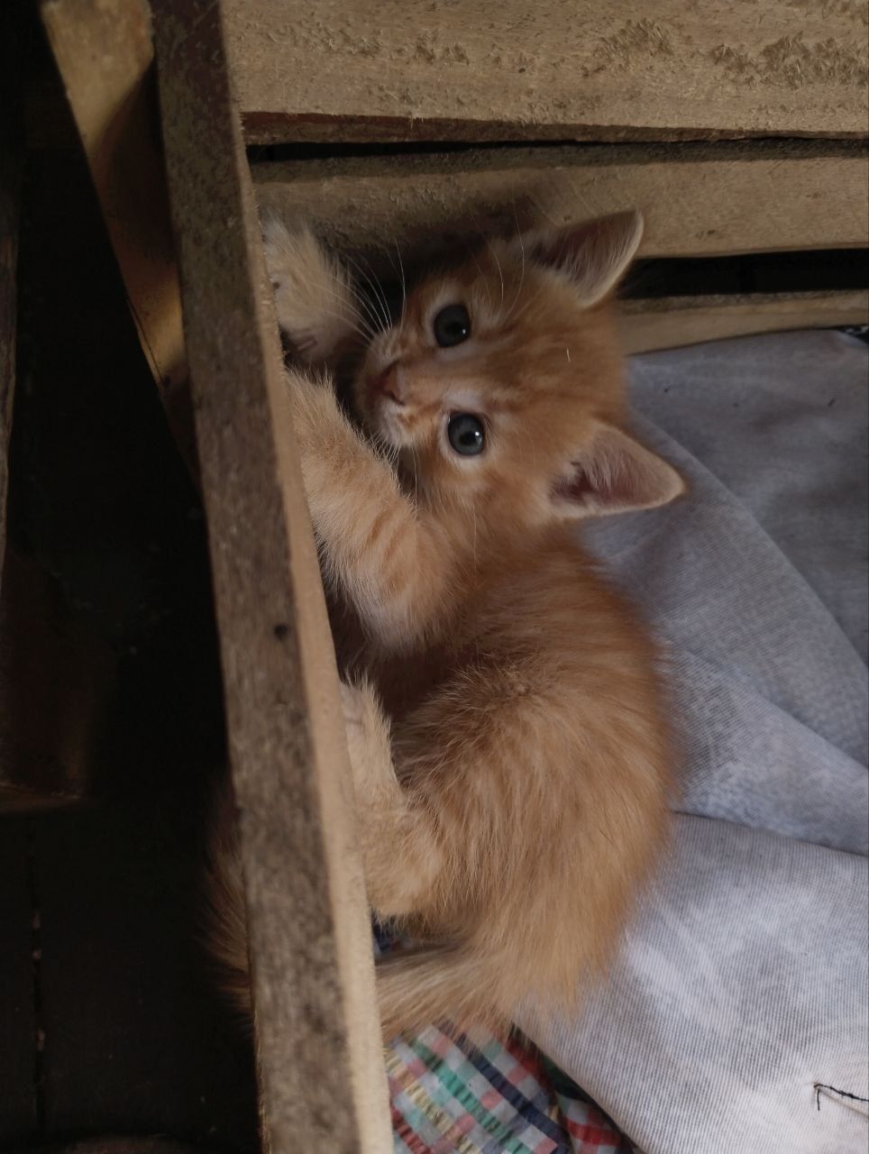 Бесплатные котята в добрые руки!!