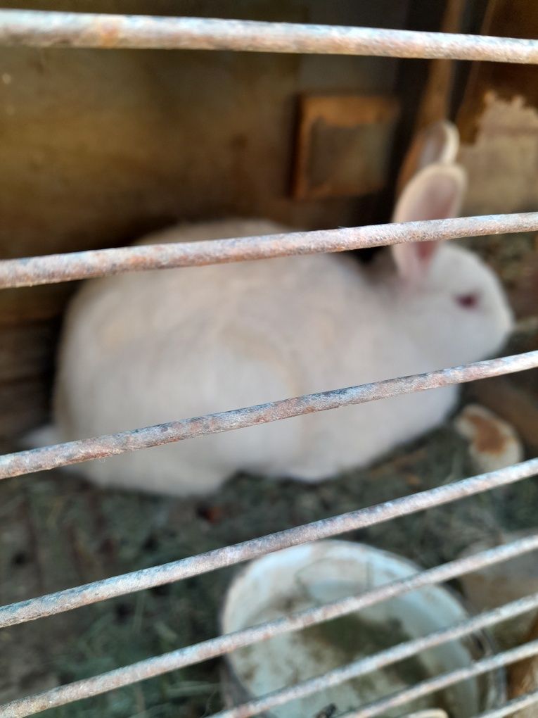 Кролики срочно продам