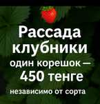 Продам рассаду клубники