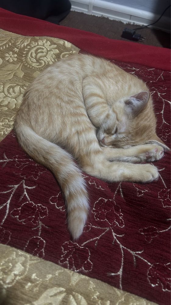 Кошка пародистый