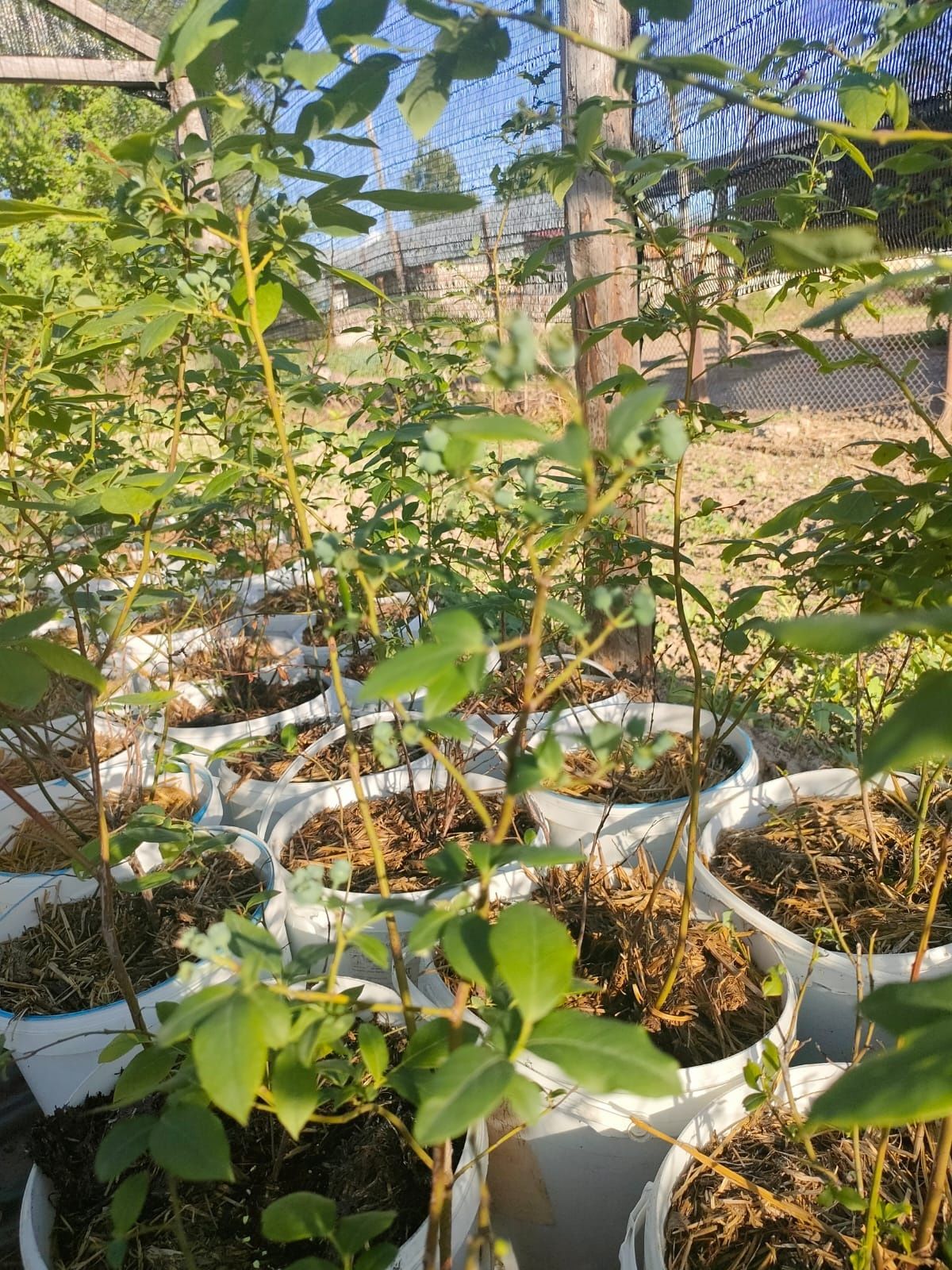 Саженцы голубики
 кусты голубики
