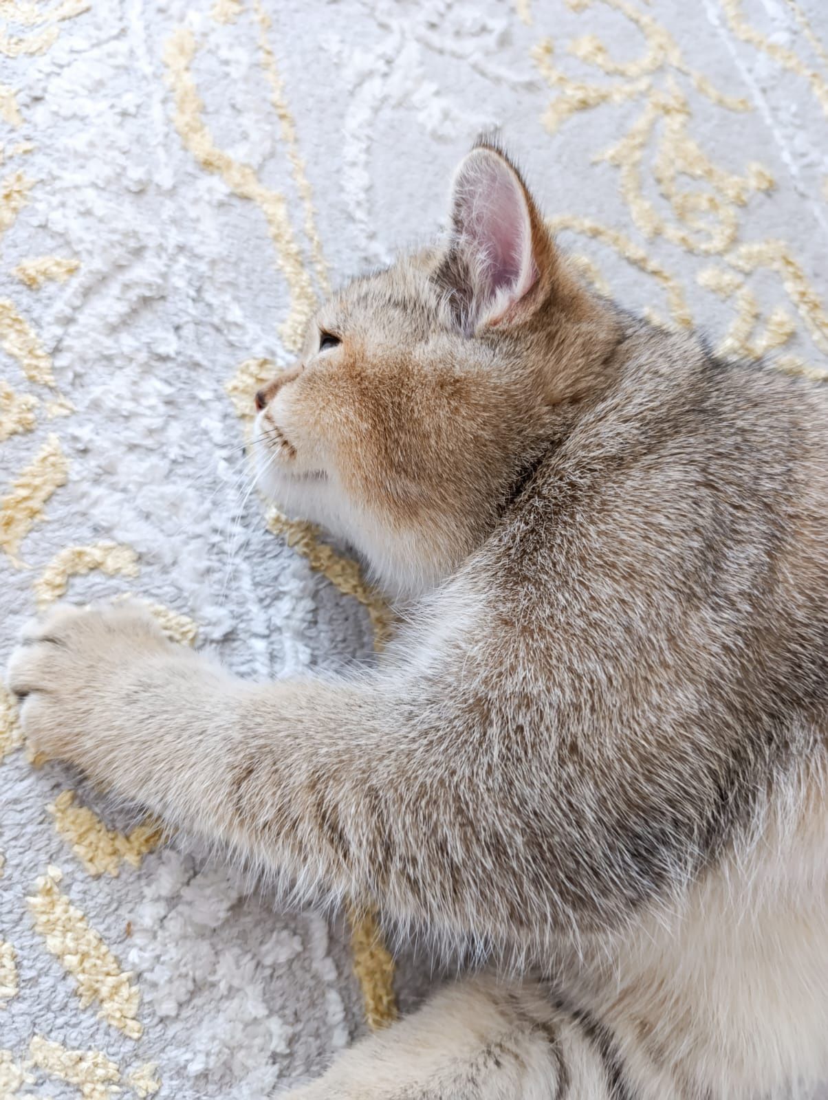 Продается породистый котик шотландская золотая шиншилла