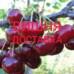 Вишня вкусная, садовая