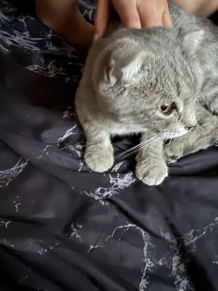 Породистый кошка