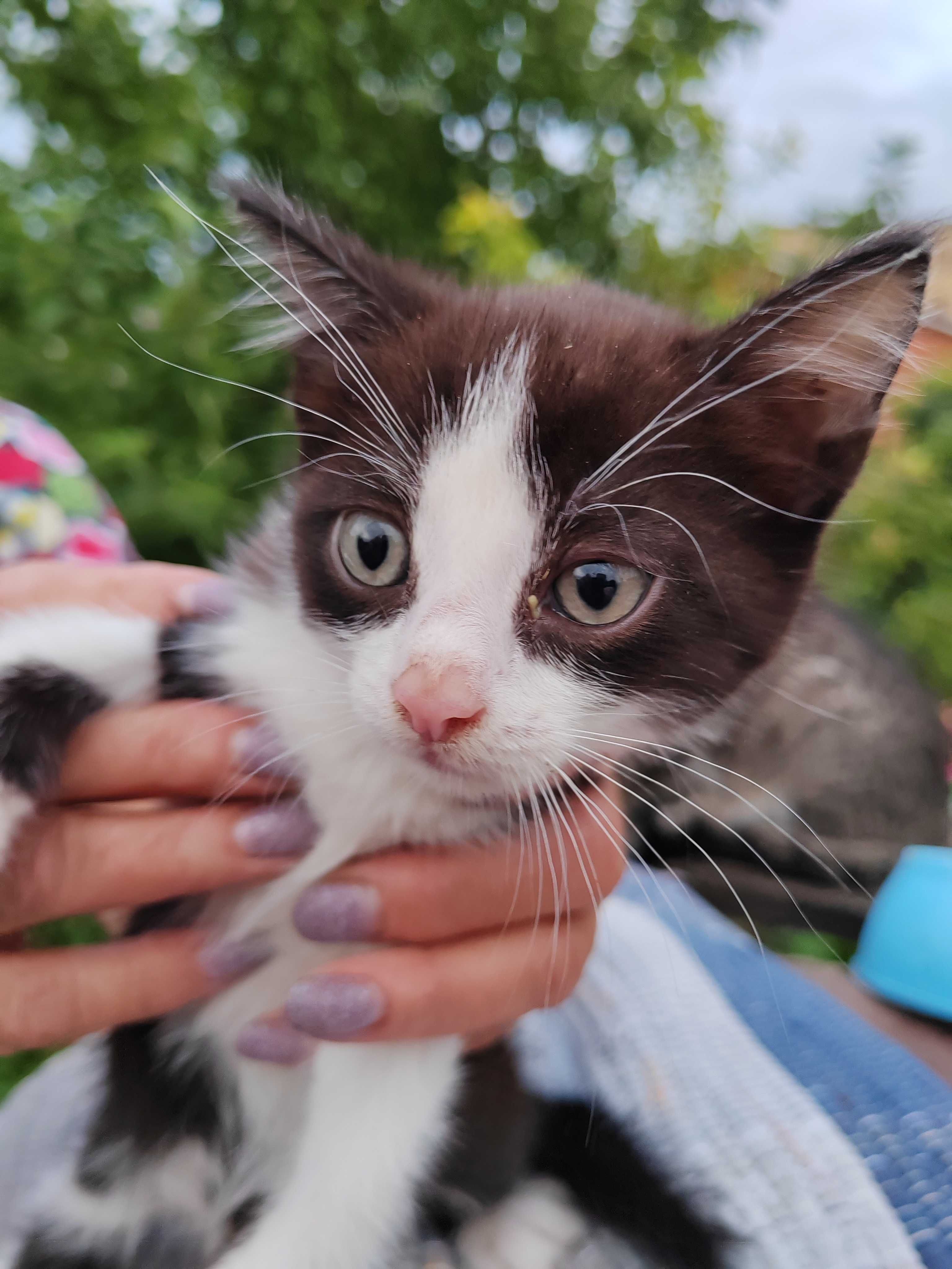 Котята на усыновление