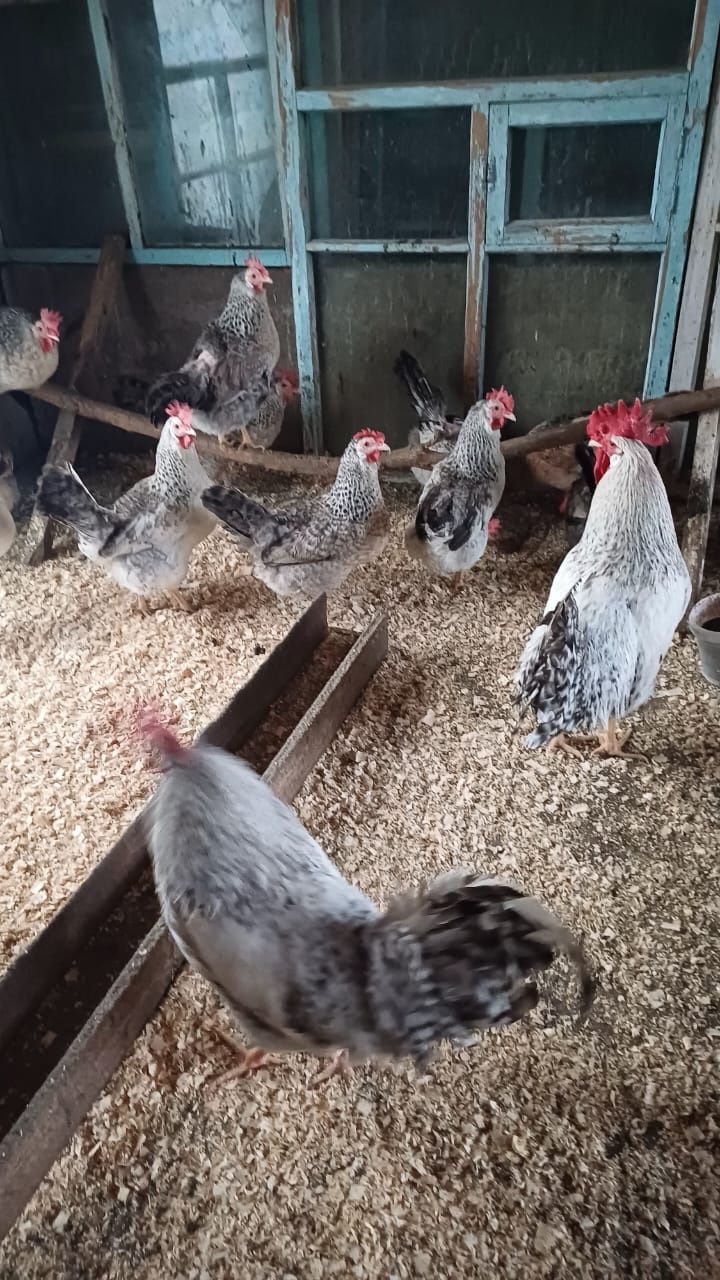 Продаю петушки барковских