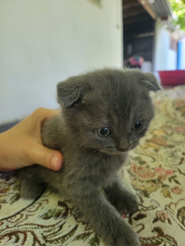 Кошка Шотланская вислоухая