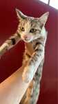 Кот. Котенок. Мысык. Мысық Отдам в хорошие руки