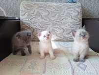 Продам британских котят