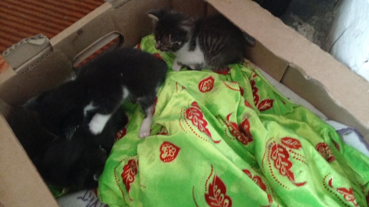 Отдам котят срочно