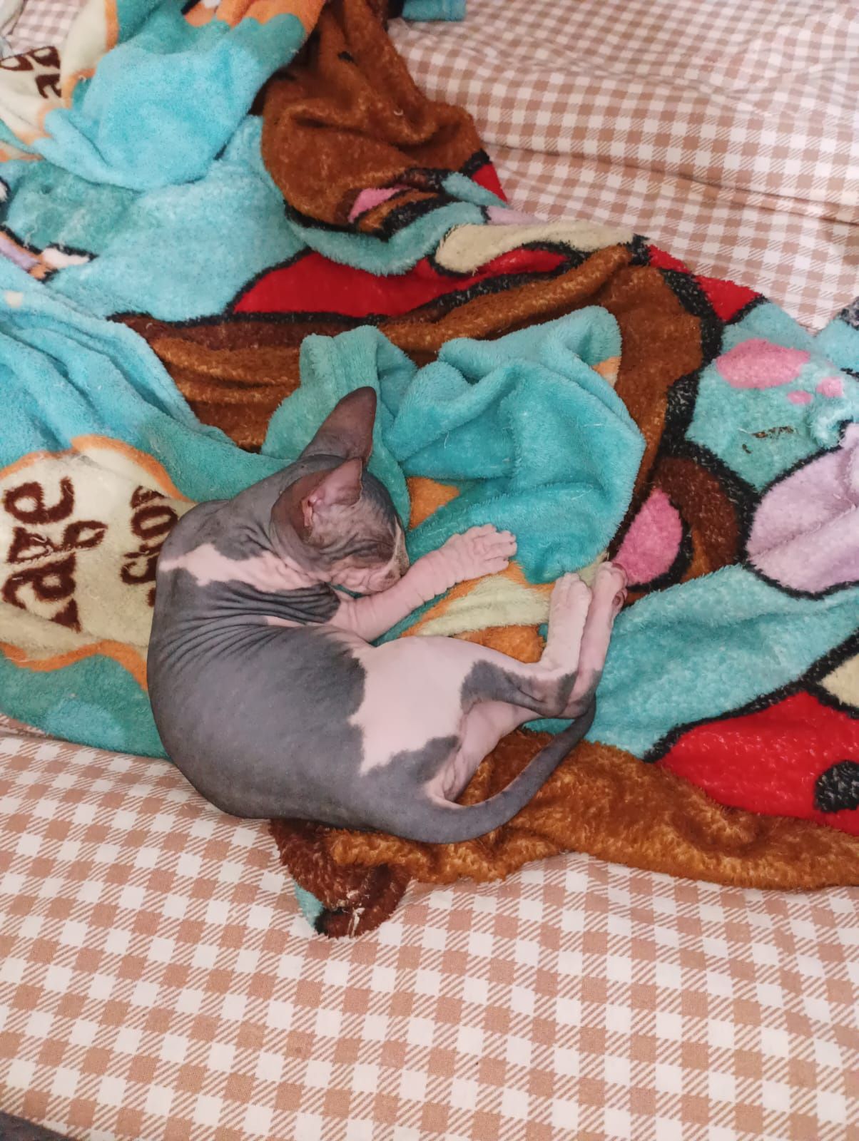 Очаровательные котята, сфинкс!