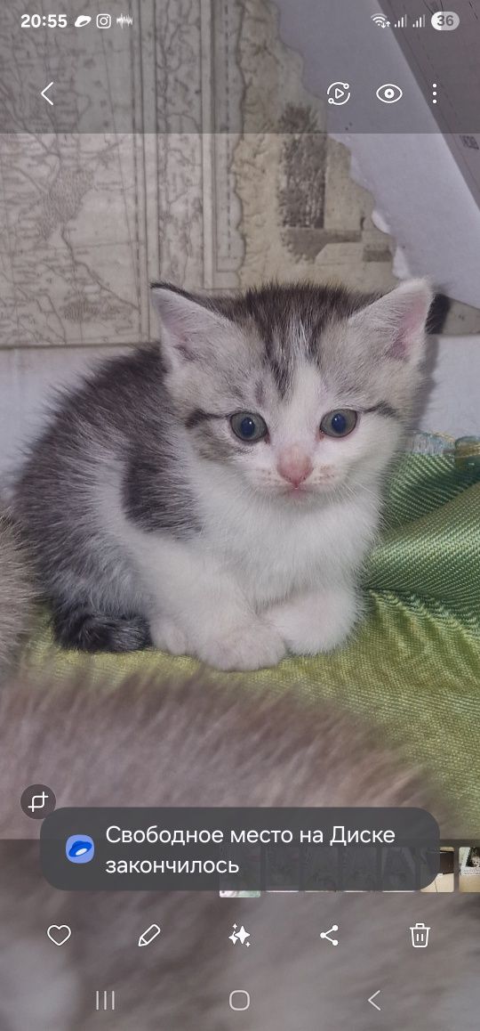 Котята продам продам