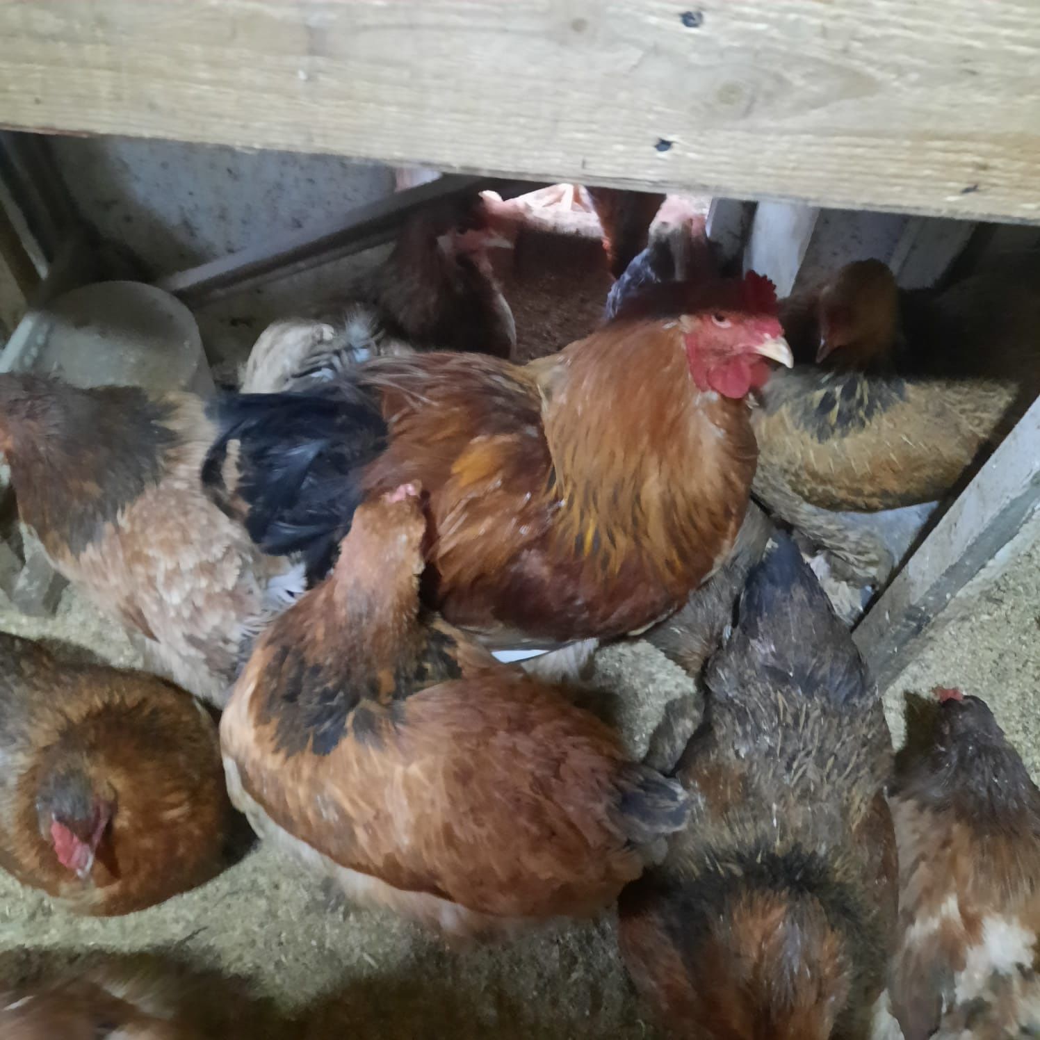 Продам петухов породы БРАМА