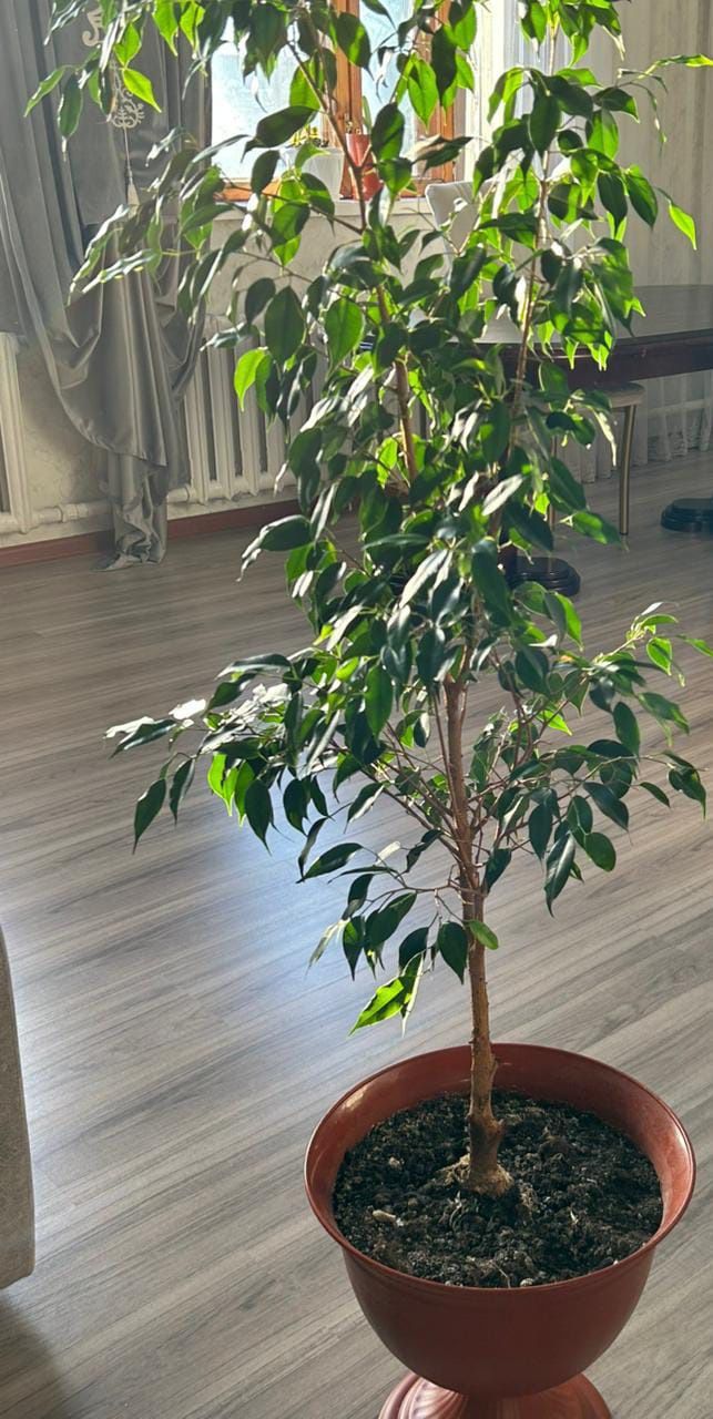Продается фикус Бенджамина